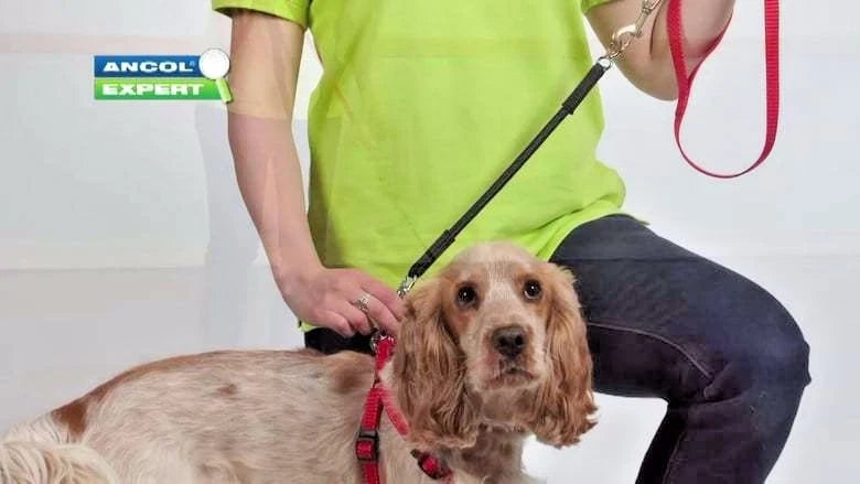 Shock Absorber Dog Lead Attachment reduces strain