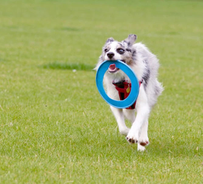 Dog Flying Disc Ring Fun Frisbee Throw Fetch Retrieve Catch Toy Beach Garden
