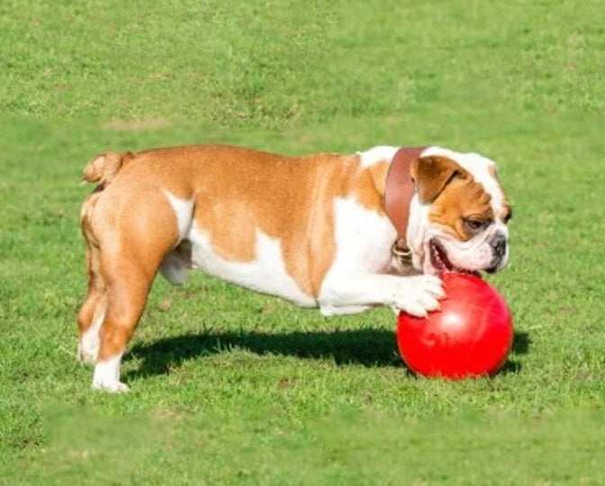 Indestructible Ball Dog Toy Solid Boomer Ball Tough Durable Heavy Duty + Floats
